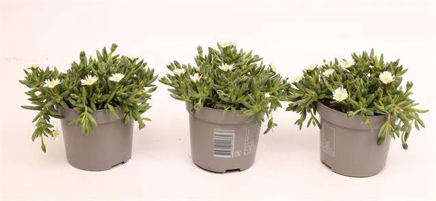 <h4>Delosperma Lido White</h4>