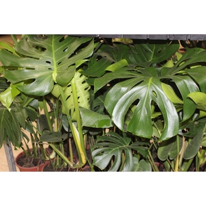 MONSTERA DELICIOSA P23