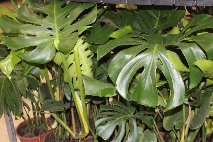 <h4>MONSTERA DELICIOSA P23</h4>