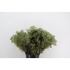 Pittosporum RND x10 (x5s)