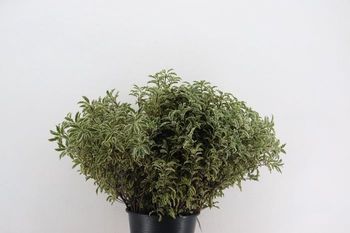 Pittosporum RND x10 (x5s)