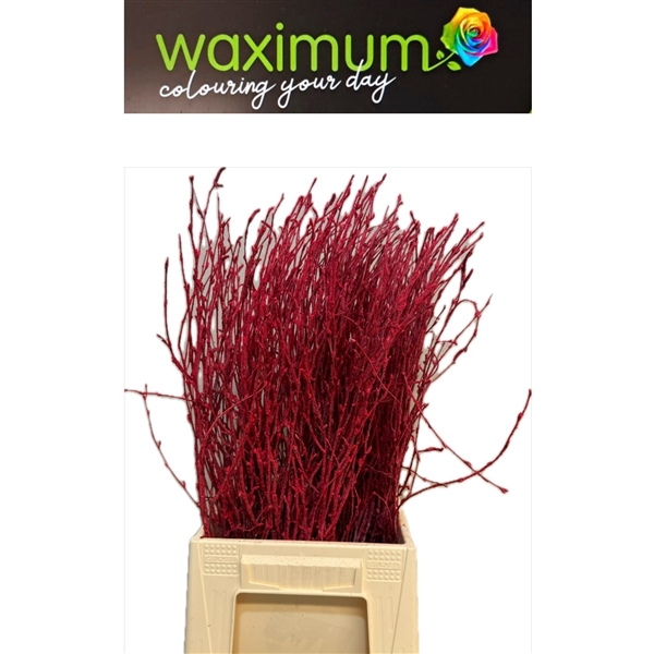 <h4>Betula Fluweel Rood</h4>