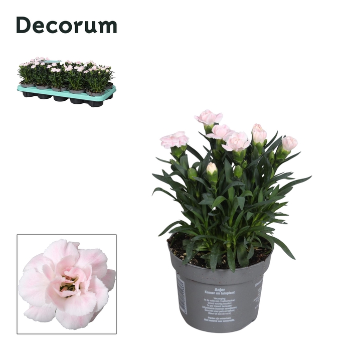 <h4>Dianthus - 10,5 cm - Snow (white) - Decorum</h4>