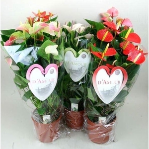 Anthurium Andr. gemengd