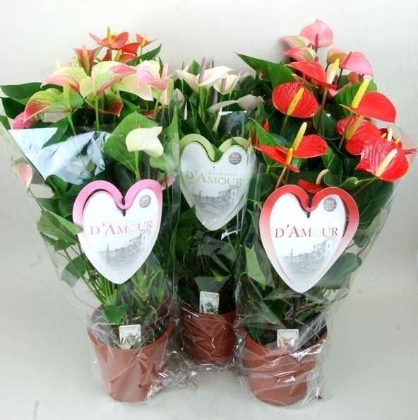 <h4>Anthurium Andr. gemengd</h4>