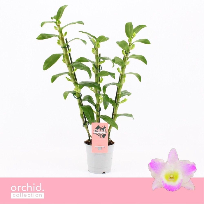 <h4>Dendrobium Nobilé, Pandora 3-spike 'Orchid Collection'</h4>