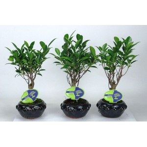 Ficus retusa, 13cm., broom, without driptray