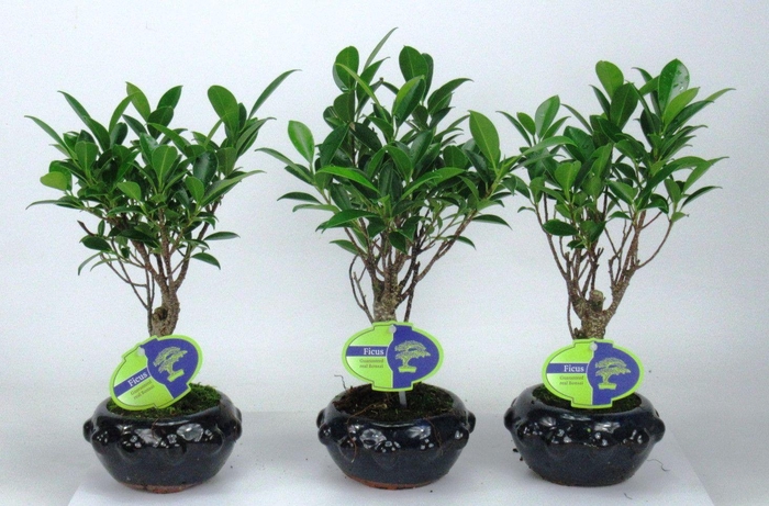 <h4>Ficus retusa, 13cm., broom, without driptray</h4>