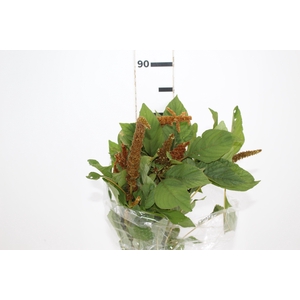 AMARANTHUS DOURADO 070 CM