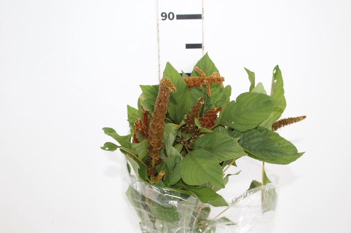 <h4>AMARANTHUS DOURADO 070 CM</h4>