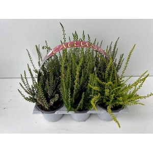 Calluna Beauty-Ladies