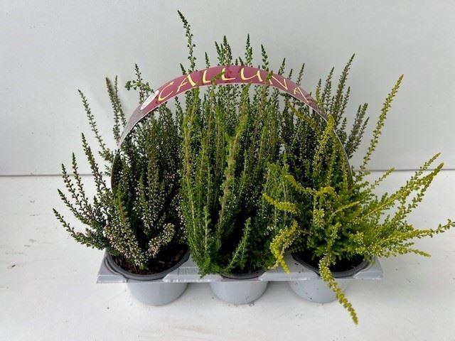 <h4>Calluna Beauty-Ladies</h4>