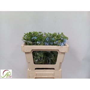OXYPETAL TAN PUR BLU