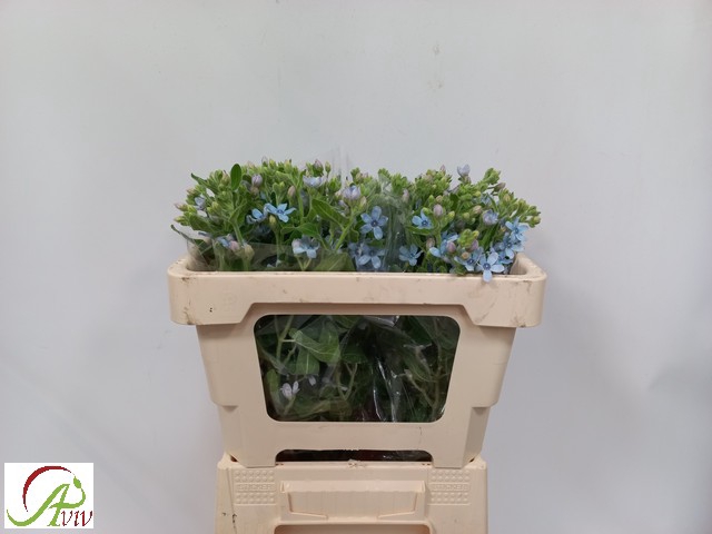 <h4>OXYPETAL TAN PUR BLU</h4>