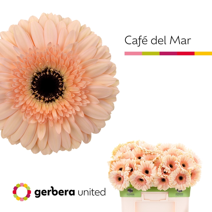 <h4>Gerbera Cafe del Mar Water</h4>
