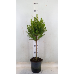 Picea glauca 'Conica'