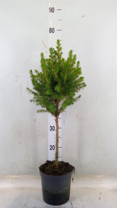 <h4>Picea glauca 'Conica'</h4>