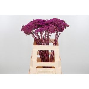 Ammi Zaad Kl Bh Cerise