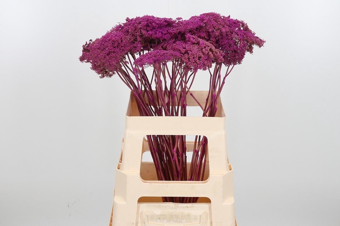 <h4>Ammi Zaad Kl Bh Cerise</h4>