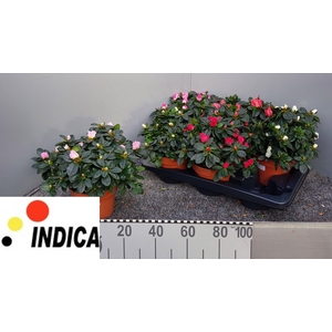 RHODO SI V GEM 5 SRT