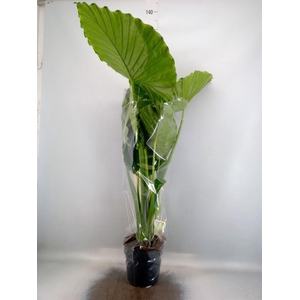 Alocasia gageana