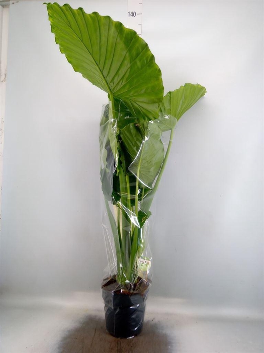 <h4>Alocasia gageana</h4>