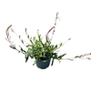 Gaura Whirling Butterf