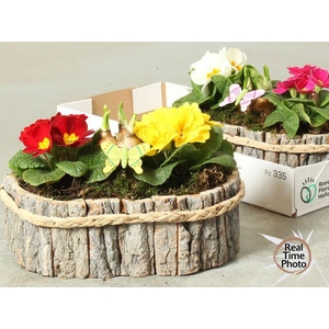 ARR GARDEN OVAL BARK X2