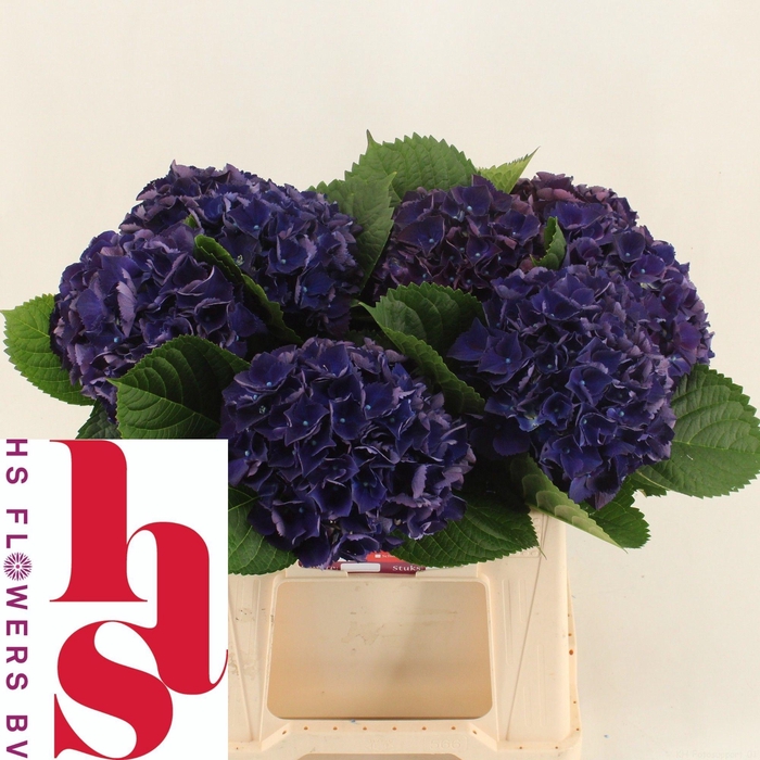 <h4>HYDR M ROYAL KING</h4>