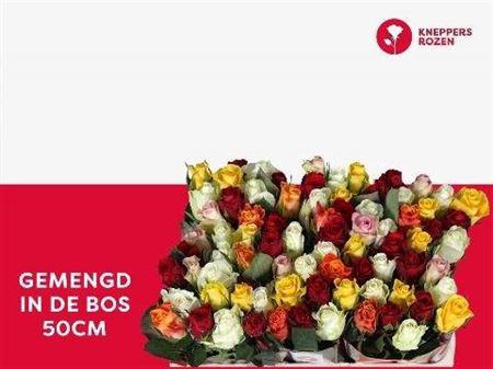 <h4>R Gr Gem In Bos</h4>