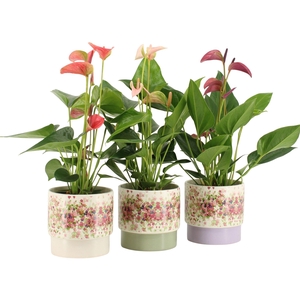 7501450: Solutionss Consideration Anthurium