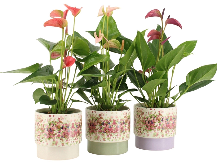 <h4>7501450: Solutionss Consideration Anthurium</h4>