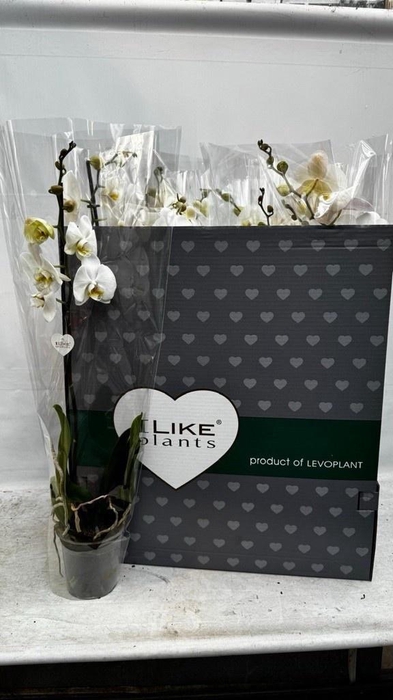 <h4>PHAL OV WIT</h4>