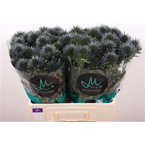 Eryn Scorpiu Questar 60cm