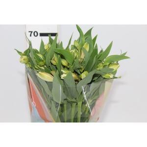 ALSTROEMERIA  AKEMI 070 CM