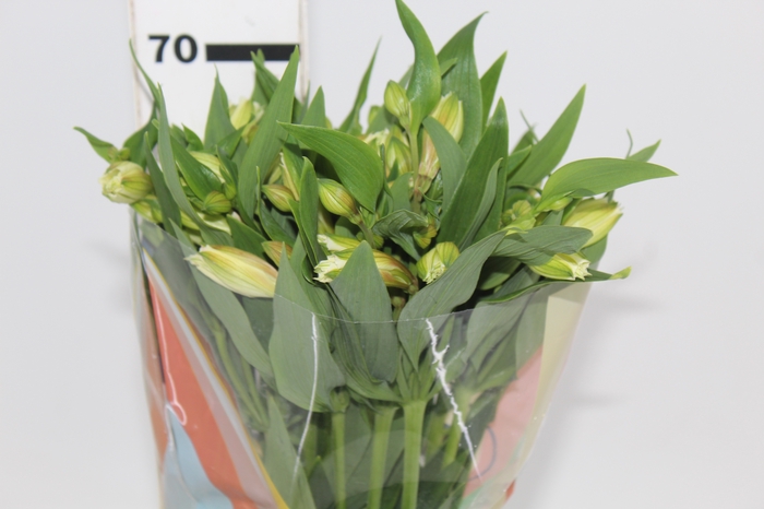 <h4>ALSTROEMERIA  AKEMI 070 CM</h4>