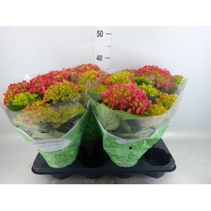 Hydrangea mac. 'Hi Fire'