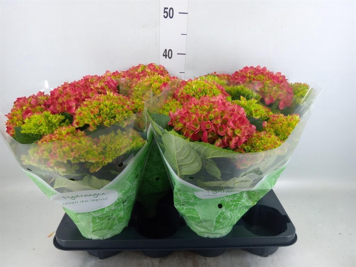 <h4>Hydrangea mac. 'Hi Fire'</h4>