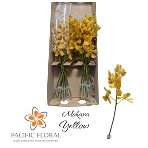 Xmokara Yellow Pacific