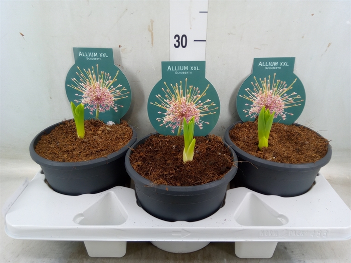 <h4>Allium   ...</h4>