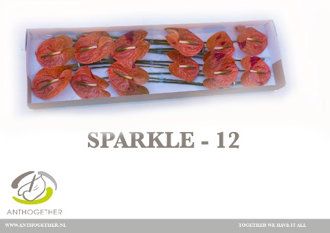 <h4>Anthurium Sparkle</h4>