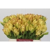 Leucadendron Goldstrike