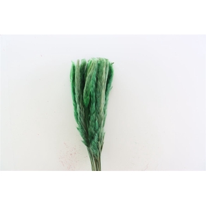 Dried Fluffy Pampas Moss Green 20pcs Bunch