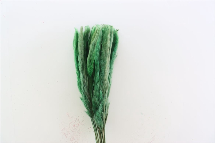 <h4>Dried Fluffy Pampas Moss Green 20pcs Bunch</h4>