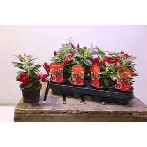 arr8 Mande Rio Petite Red