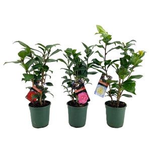 Camellia japonica