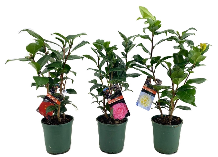 <h4>Camellia japonica</h4>