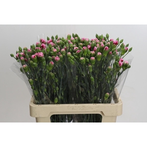 Dianthus Sp Celtic