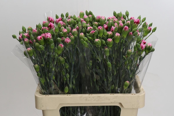 Dianthus Sp Celtic