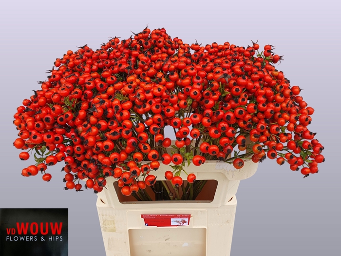 <h4>ROSA MANDARIN HIPHOP</h4>